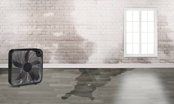 Best Water damage restoration near me  in Connell, WA
